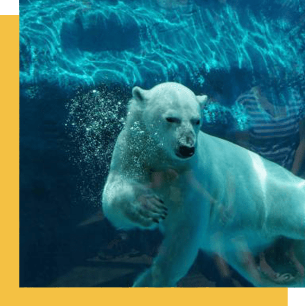 Photo Zoo sauvage de Saint-Félicien